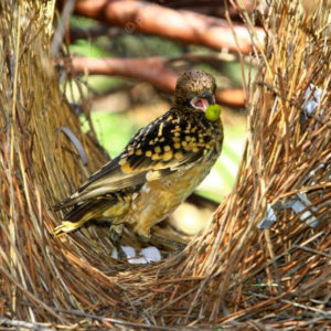 WBowerBird 2425084