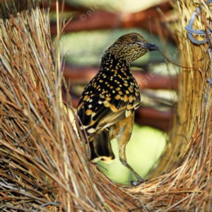 WBowerBird 2425089