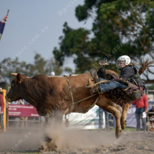 DartRodeoA 2726903