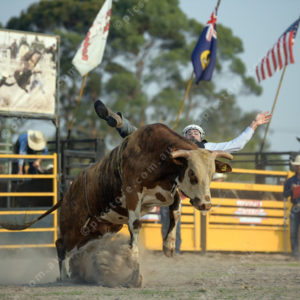 DartRodeoA 2726905
