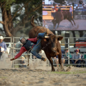 DartRodeoA 2726907