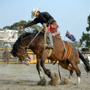 DartRodeoA 2726909