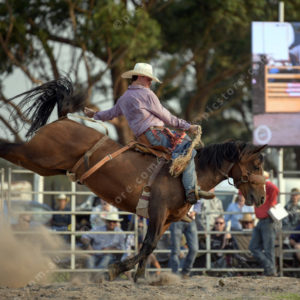 DartRodeoA 2726912