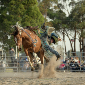 DartRodeoA 2726914