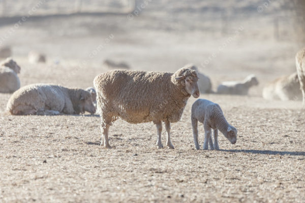 SheepStock