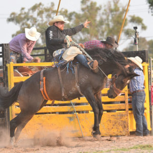 dartrodeo 2727428