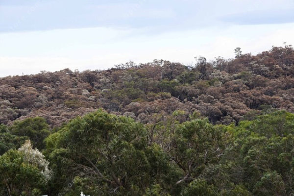 Bushfire 2761224