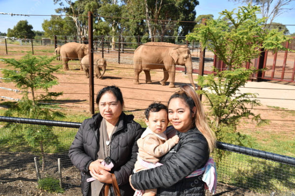 Elephants 2764829