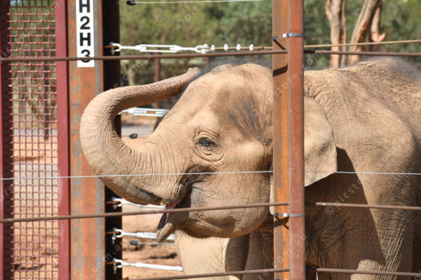 Elephants 2764831
