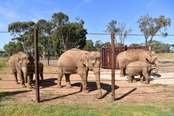 Elephants 2764832