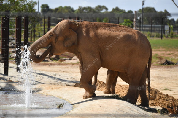 Elephants 2764838