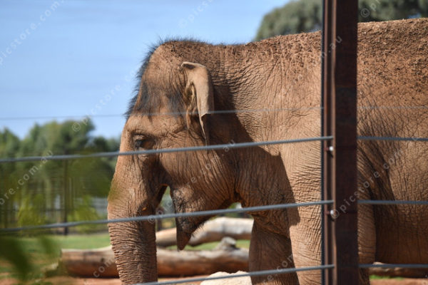 Elephants 2764843