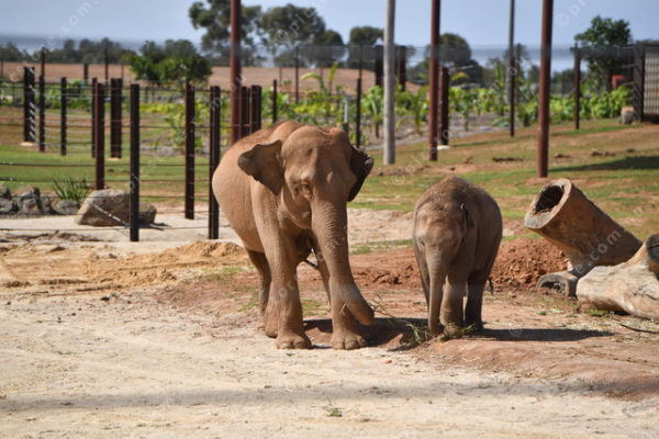 Elephants 2764844