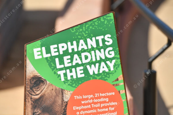 Elephants 2764848