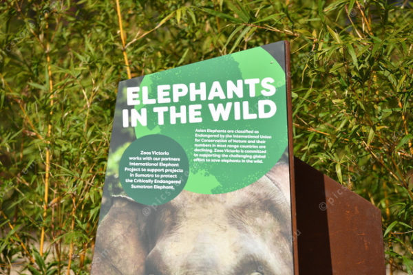 Elephants 2764851