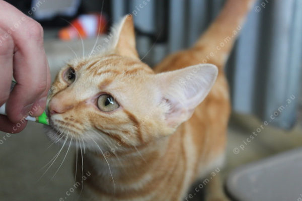 AWLcats