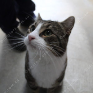 AWLcats 2819660