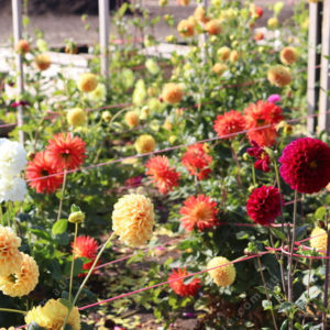 Dahlias 2788288