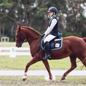 Dressage 2795648