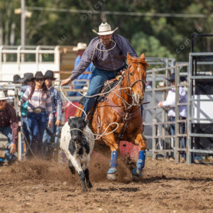 Showrodeo 2810247