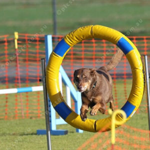 DogComp 2827931