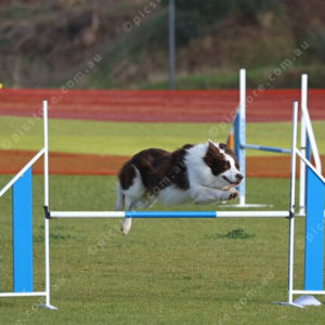 DogComp 2827935