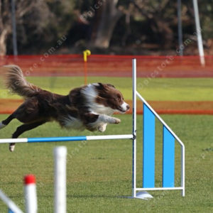 DogComp 2827940