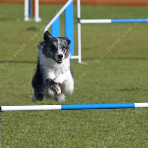 DogComp 2827942