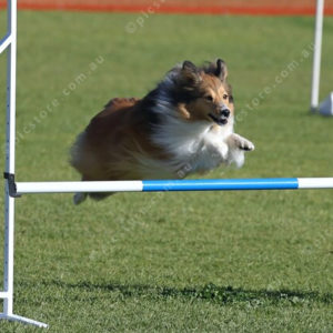 DogComp 2827944
