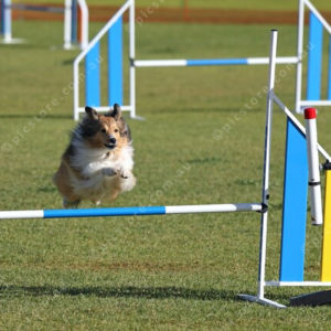 DogComp 2827945