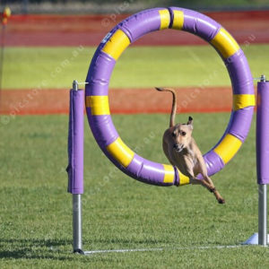 DogComp 2827946