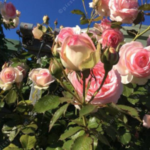Garden1 2833559