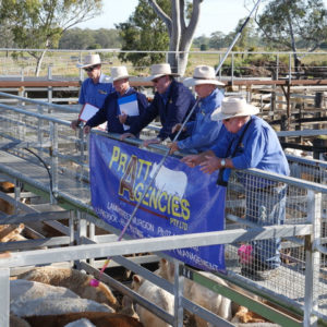 Weanersale 2828160