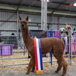 Alpacafest 2854105