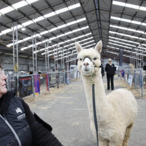 Alpacafest 2854107