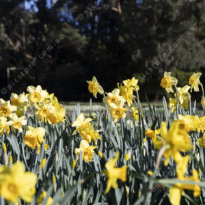 Daffodils 2888308