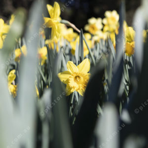 Daffodils 2888309