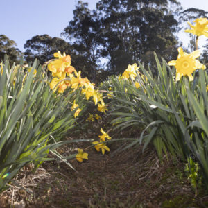 Daffodils 2888310