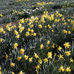 Daffodils 2888311