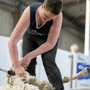 WoolComps 2873870