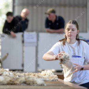WoolComps 2873874