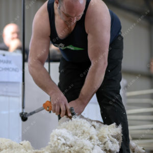 WoolComps 2873878