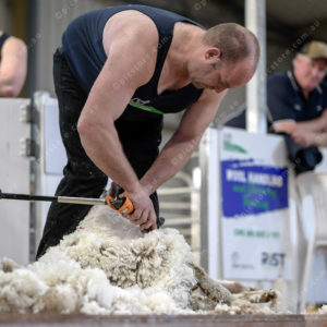 WoolComps 2873879