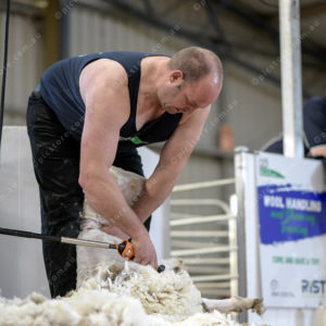 WoolComps 2873880