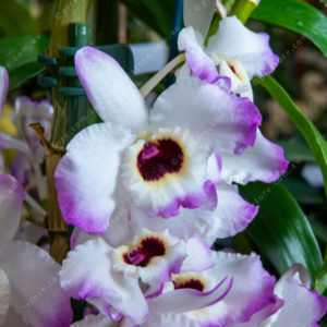 orchid 2924488