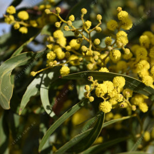 wattles 2901665