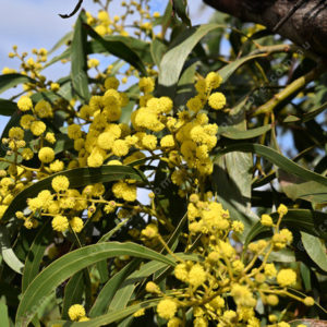 wattles 2901666