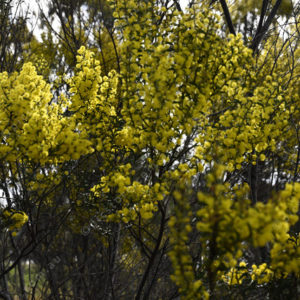 wattles 2901667