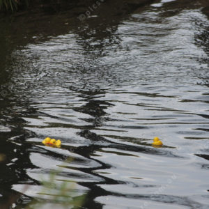 BTduckrace 2948117