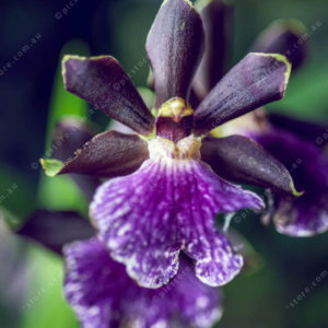 Orchid 2950474